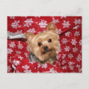 Search for yorkie lover postcards Xmas