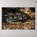 Recherche de boa posters Serpent