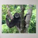 Search for waving monkey Animal