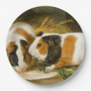 Search for guinea pig plates Rodent
