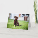 Search for chocolate labrador cards Cute