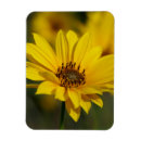 Recherche de pollen magnets Jaune