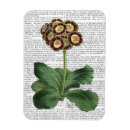 Search for primula Primula auricula