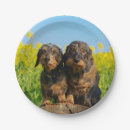 Search for dachshund paper plates Animal