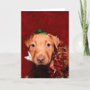 Recherche de pitbull christmas vœux cartes Mignon