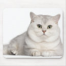 Recherche de british tapis souris Chat