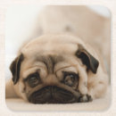 Recherche de bronzage bar Chien