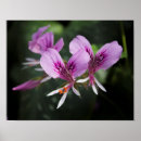 Recherche de orchids posters Orchidée