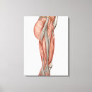 Search for midsection canvas prints Healthcare