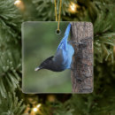 Search for cyanocitta Jay