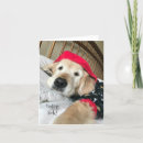 Search for golden retriever get well cards Feel better