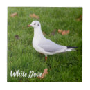Search for dove bird tiles Pigeon