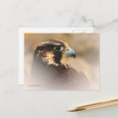 Recherche de pèlerin cartes postales Rapace