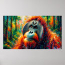 Search for orangutan posters Pongo pygmaeus