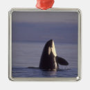 Search for orca ornaments Coast