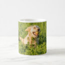 Recherche de image de golden retriever Dog