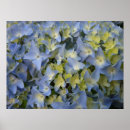 Recherche de bleu hortensia fleur art Été