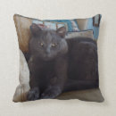 Recherche de chat bleu russe coussins Félin
