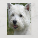Search for west highland white terrier Animals