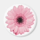 Search for gerberas magnets For her