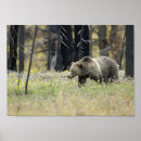 Recherche de ours gris art Bois