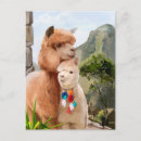 Recherche de alpaga blanc cartes postales Animal