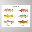 Recherche de truite posters Poisson