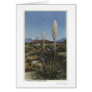 Recherche de yucca cartes postales Lanterne