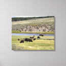 Search for bison canvas prints Yellowstone