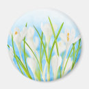 Search for spring crocus magnets Blue