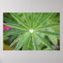 Search for dewdrops posters Droplet
