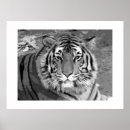 Recherche de tigre blanc noir posters Faune