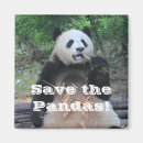 Recherche de bambou magnets Pandas