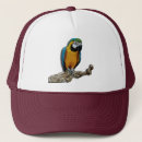 Recherche de plumes casquettes Orange
