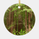 Search for redwood trees ornaments Nature