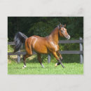 Recherche de cheval arabe cartes postales Mâle