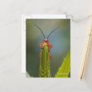 Search for cute bugs postcards Insect