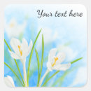 Search for spring crocus White