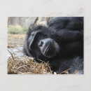 Recherche de visage singe cartes invitations Chillon