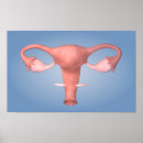 Search for female reproduction posters Oviduct