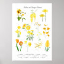 Search for carnations art Carnation flowers