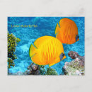 Recherche de citrons cartes postales Coloré