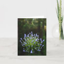 Recherche de nil vœux cartes Agapanthus