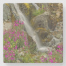 Search for glacier bay coasters Flower