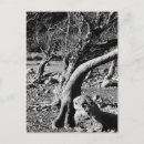 Search for windswept postcards Nature