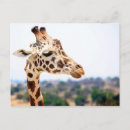Recherche de tête de girafe cartes postales Safari