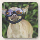 Recherche de vue face dessous de verres Animal