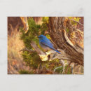 Recherche de merle bleu cartes postales Oiseau