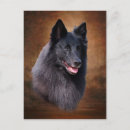 Recherche de chiens berger belges cartes postales Chien de garde