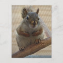Search for crouching postcards Nature